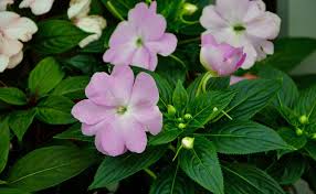 Il est déjà assez difficile de trouver des plantes à l'ombre, mais il est encore plus difficile de trouver des plantes qui nécessitent peu d'entretien, qui sont robustes et qui peuvent bien fonctionner à l'ombre. Impatiens Fleur Plante Culture Entretien