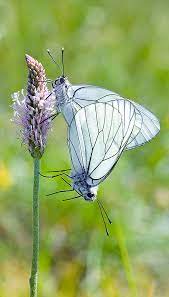 Files are available under licenses specified on their description page. Aporia Crataegi Monaco Nature Encyclopedia