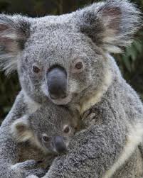 Animals On Instagram Koalas Usually Don T Drink Much Water As They Get Most Of Their Moisture From These Leaves Koalas Can Even St Koalas Animals Koala Bear