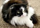 Guide to Persian Cat Personality and Characteristics ...