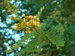 Check spelling or type a new query. Jual Daun Johar Segar Senna Siamea Di Lapak Joyan Ss Bukalapak