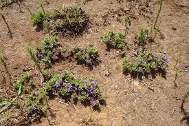 Image result for Raphionacme hirsuta