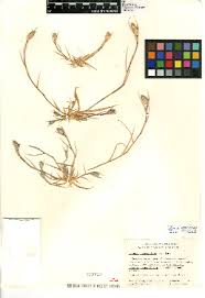 Image result for Sporobolus agrostoides