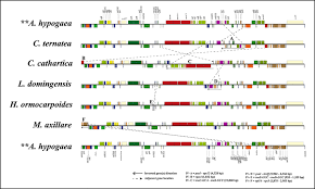 Image result for Indigofera ormocarpoides