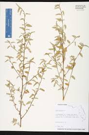 Image result for Sida spinosa