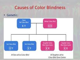 Color Vision Deficiency And Ishiharas Test