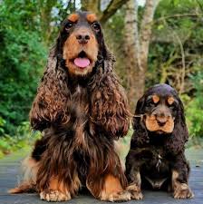 De Nouvelles Technologies Apparaissent Tous Les Jours Et Pour Chacune D Entre Elles C Est D Autant Plus D Usages Qui Sont C Chiot Cocker Dessin De Chien Cocker