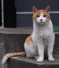 10 Beautiful Cat Breeds with Orange Coats • Purrfect Cat ...