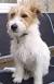Welsh Terrier Wire Fox Terrier