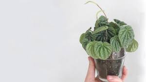 Without drainage holes, any extra water collects at the bottom of the pot. Tips For Watering With Or Without A Drain Hole Mulhall S