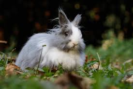 Image result for bunny
