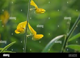 Image result for Crotalaria comosa