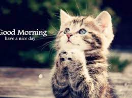 73 Good Morning Wishes For Cat Lovers