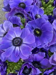 Proflowers.com has been visited by 10k+ users in the past month Import Flowers Home Facebook