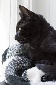 Caturday Clayton The Little Highway Kitty Cute Cats Kitten Breeds Pets