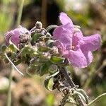 Image result for Sesamum angolense