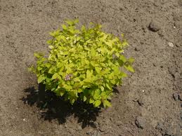Image result for spirea japonica gold princess