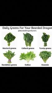 Pin By J Brill On Bearded Dragon Diet Bearded Dragon Diet Bearded Dragon Bearded Dragon Terrarium Ideas