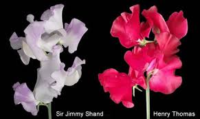 The biological urge to set seed as opposed to produce more flowers is triggered by the length of our northern nights as. Cultural Information About Growing Sweet Peas Eagle Sweet Peas