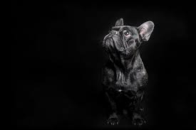 Can French Bulldogs See In The Dark French Bulldog Breed French Bulldog Bulldog