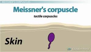 By using this site, you agree to the use of cookies for analytics and personalized data. Sensory Nerves Types And Functions Of Sensors And Receptors Video Lesson Transcript Study Com