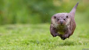 Nature S Big Picture Running Otter Funny Animals Cute Animals Animals