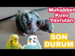 Muhabbet Kusu Yavrulari Son Durum Ve Tuysuz Kus French Molt Youtube