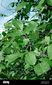 Image result for Juglandaceae