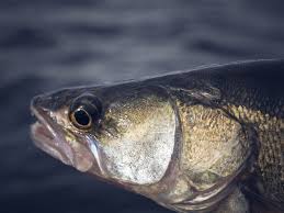 Gill nets are used to control pike that are not a native species. Rippin Rap Gos Gadda Abborre Rapala Proguide Sverige