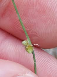 Image result for Lipocarpha micrantha