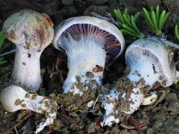 Image result for Dyschoriste trichocalyx