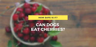 Some cats won't like to eat certain grains or foods, so try giving them a sample before giving them a full snack. Can Dogs Eat Cherries How Safe Is It Anydoggie Com