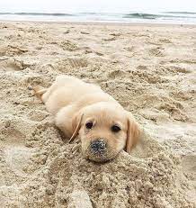 50 funny animal pics that will bring opulence to your week love cute animals ส น ข ล กหมา ร ปส ตว น าร ก