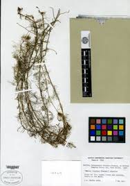 Image result for Bacopa hamiltoniana