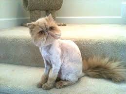 Cats with longhaired coats receive the lion cut more than their shorthaired felines. Cat Lion Cut