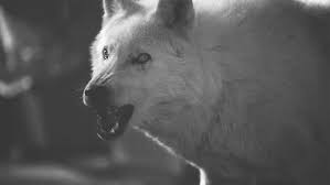 Don T Bite The Hand That Feeds You Gif Https Encrypted Tbn0 Gstatic Com Images Q Tbn 3aand9gcs2ivmtze1gbseumb0zxuw30skyvkllslu3wg Usqp Cau