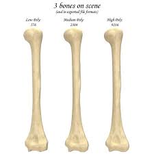 Humerus Google Search 3ds Max 3ds Model