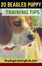 Dog Training Tips Growling And Pics Of How To Train Your Dog To Pee Outside Tip 2425180 Puppy Training Dog Training Obedience Dog Training