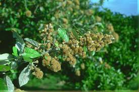 Image result for Brachylaena discolor