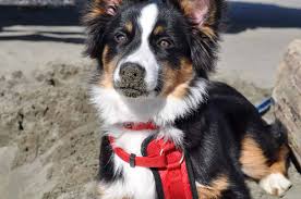We also raise commercial black and red angus cattle! Miniature American Shepherd Charakter Ernahrung Pflege