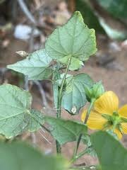 Image result for Abutilon sonneratianum