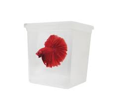 Safe showcase to display 4 siamese fighting fish. Betta World Bettera Amazonas Mascotas