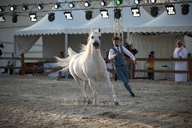 نتائج اليوم الأول لبطولة المدينة المنورة لجمال الخيول العربية 2019 Beautiful Horses Arabian Horse Horses