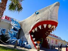 Check spelling or type a new query. Every Week Is Shark Week Corpus Christi Texas