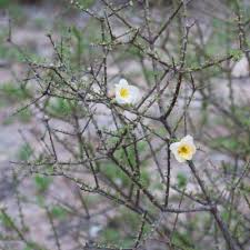 Image result for Rhigozum zambesiacum