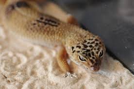 Find & download free graphic resources for leopard gecko. Eye Problems In Leopard Geckos Diagnosis Treatment And Prevention Pethelpful