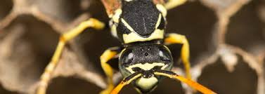 Naturally, these insects will turn into a defensive state to protect their hive. Bee Hive Removal Perth Archives Chambers Pest Solutions