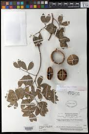 Image result for Cynometra alexandri