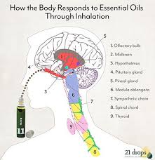 Pin On Essential Oils