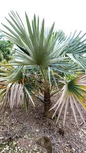 Image result for Coccothrinax